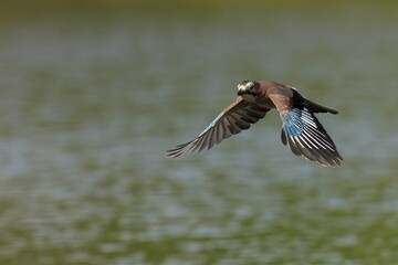 Eurasian jay soars gracefully above the water