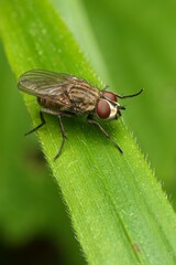 Closeup of a root maggot fly on a green leaf