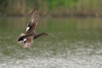 Male gadwall flying over the water