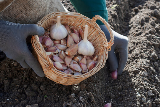 Cloves of garlic in wicker basket in worker&rsquo;s hands, worker is planting cloves of garlic in ground in autumn time, preparing for growing homegrown garlic 