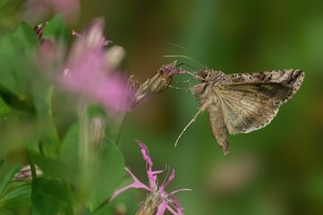 Silver Y perched on a flower bud