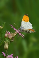 Obraz premium Orange-tip butterfly perched on a flower. Anthocharis cardamines