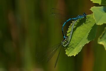 Pair of azure damselflies mating on a green leaf