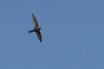 Swift soaring in a clear blue sky during the day