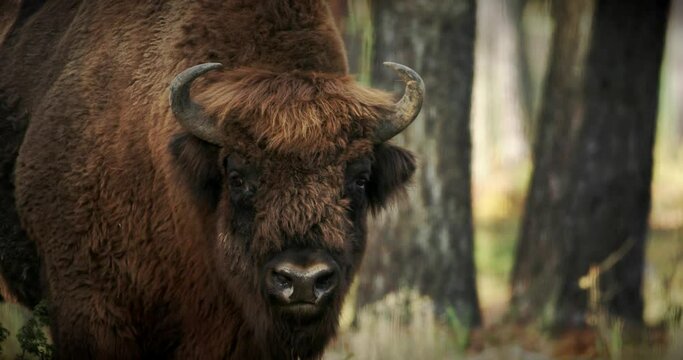 European Bison Or Bison Bonasus, Also Known As Wisent Or European Wood Bison In Autumn Forest close up head portrait