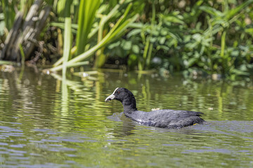 Duck swimming in water with green vegetation in the background.