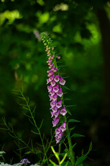 a purple flower sits in a garden near a green leafy tree