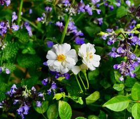 a bouquet of white flowers with purple and yellow petals in front of blue and green