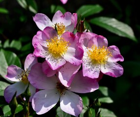 Rose petals and vibrant green leaves on blooming flowers