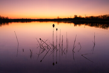 Aquatic vegetation floats on lake surface
