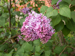 branches of purple lilac closeup