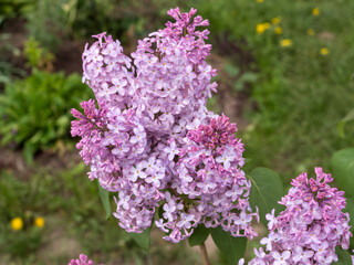 lilac in spring closeup