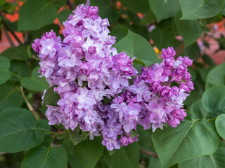 Fototapeta premium lilac close up