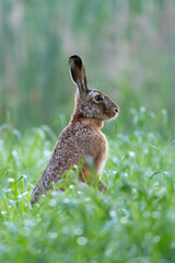 Hare in a Field