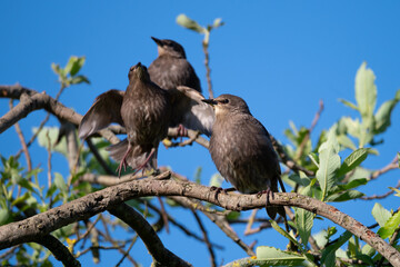 Young Starlings