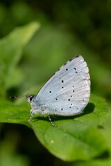 Holly Blue Butterfly