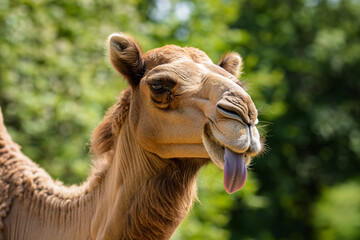 Close-up of a camel sticking out tongue, humor concept