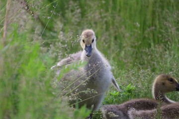 An image of a curious gosling foraging in the tall grass with other goslings in front of it