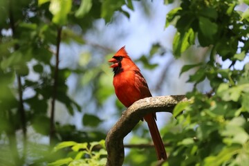 A vibrant red adult Northern Cardinal perched in a tree