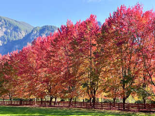 a field with lots of trees with red leaves near by a fence
