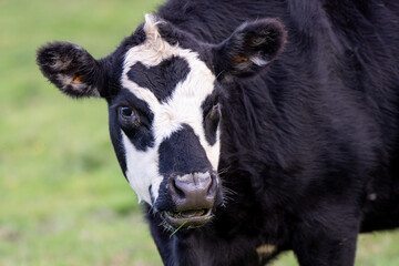the face of a cow with a white nose and black belly