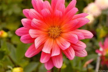 pink and yellow flower in a green garden area that has several other flowers in the