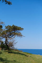 Obraz premium tree on the coast