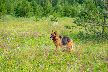 Adult shepherd dog walks in nature in the forest in summer