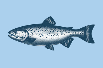 Salmon fish. Vintage engraving illustration, icon, logo. Seafood. Vector drawing. Blue background. hand drawnt