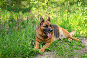 Adult shepherd dog walks in nature in the forest in summer