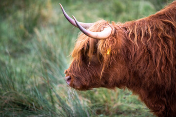 a long haired Scottish oxen with horns sticking out of his head