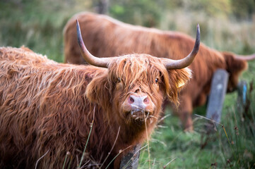 Scottish oxen are seen from the ground in a field