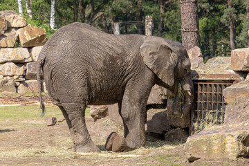 Fototapeta premium African elephant feeding on hay in a zoo enclosure near trees
