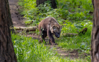 Young spotted hyena walking in a green grassy area