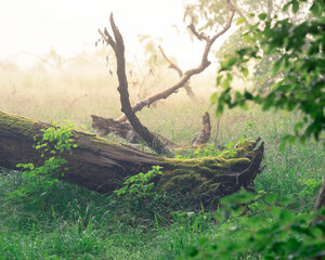 Fallen tree lies in a grassy field