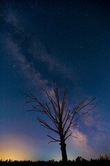 Tree under a starry sky with a distant Milky Way glow