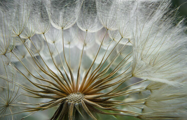 Obraz premium Close-up shot of a dandelion flower