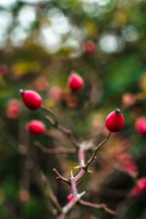 Close-up of juicy red berries on a branch surrounded by lush forest foliage and trees