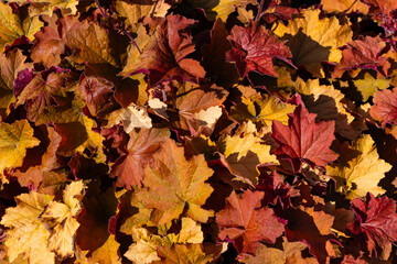 Autumn foliage is bright orange-yellow, top view. Close up.