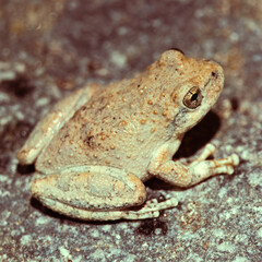 Brown frog resting on a rocky surface