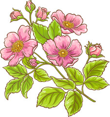Dog Rose Branch with Flowers and Leaves Colored Detailed Illustration. Organic natural nutritional healthy food ingredient. 