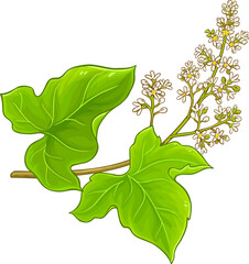 Kukui Branch with Flowers and Leaves Colored Detailed Illustration. 