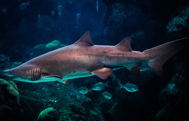 Fototapeta premium Sand tiger shark in dark ocean water