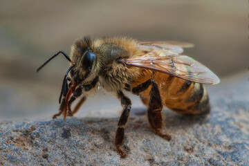 Macro shot of a bumblebee perched on a rock