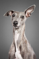 brindle whippet dog sitting close up portrait in the studio on a grey background looking at the...