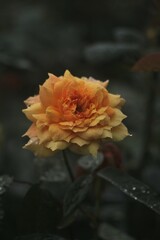 rose blooming with colour for white, pink, orange