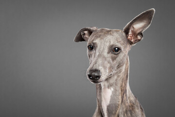 brindle whippet dog sitting close up portrait in the studio on a grey background looking to the side