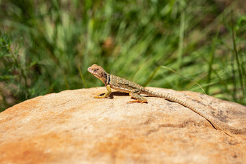 lizard perched on a boulder in the wilderness