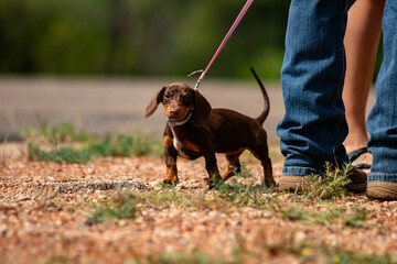 Small dog on a leash being walked by a person
