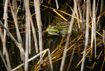 Green frog surrounded by water and reeds
